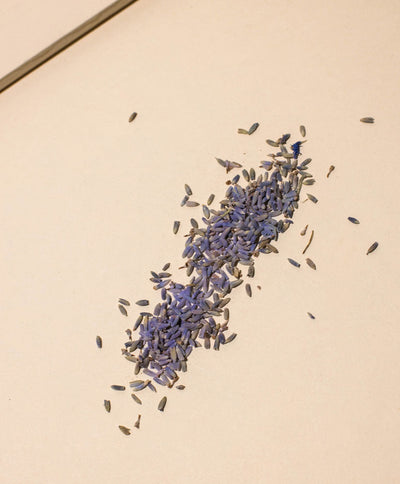 LAVENDER BUDS