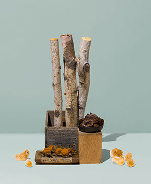 BIRCH BARK & RIPE FIG SAPLING