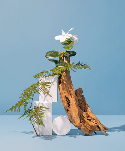 BLUE JASMINE + ROYAL FERN