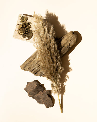 Cacao Woods Accord