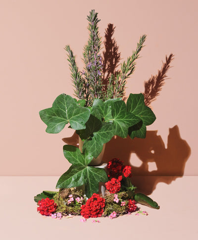 NATURAL IVY GERANIUM & PINK ROSEMARY